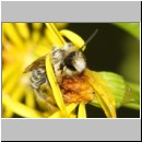 Dasypoda hirtipes - Hosenbiene m44b 11mm - Sandgrube Niedringhaussee det.jpg